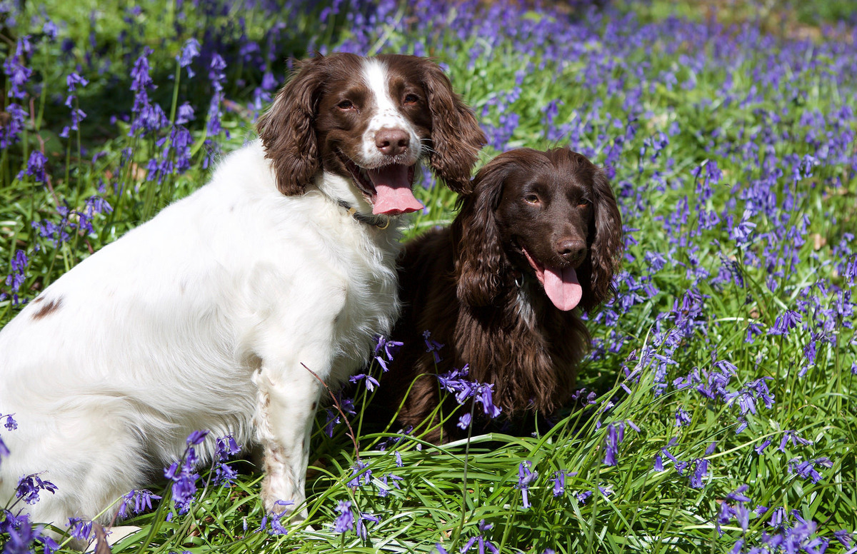 Millie and Bess by Stewart Johnston